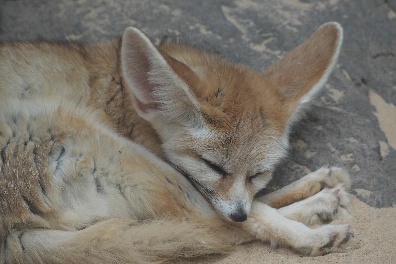 Fennec fox