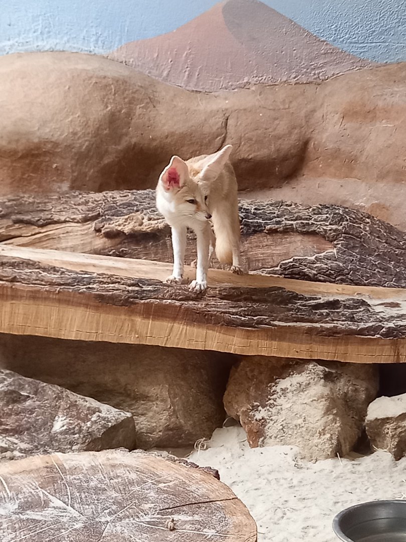 Fennec fox