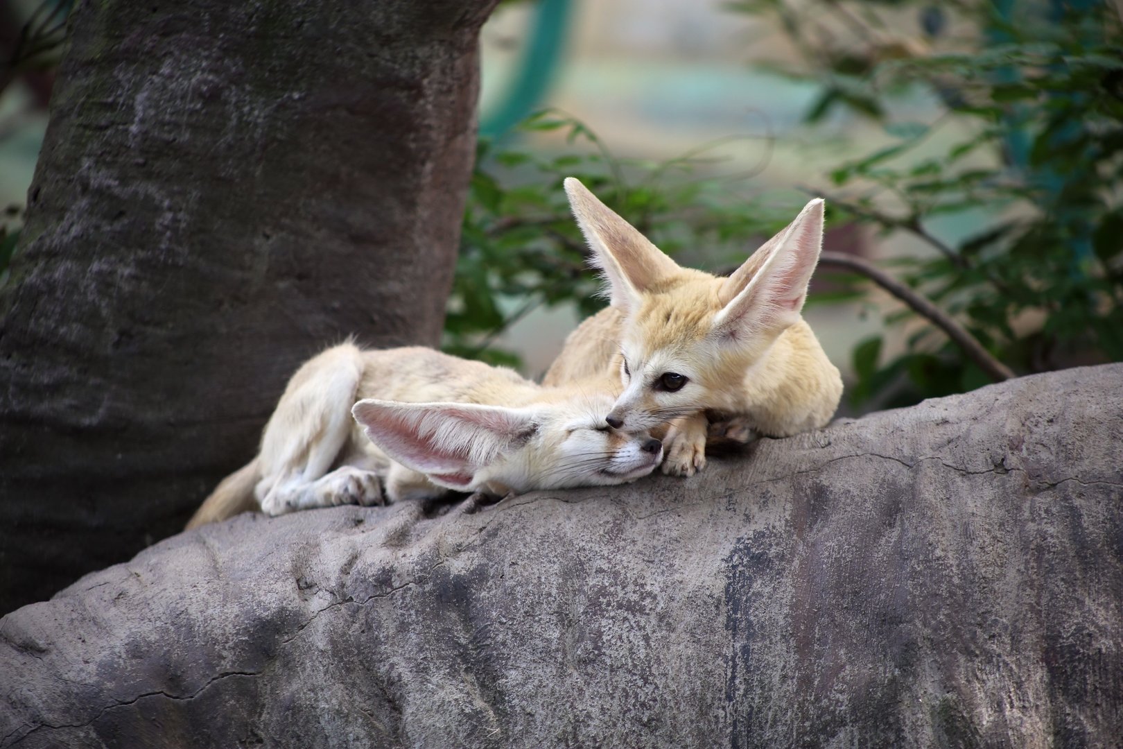 Fennec Fox
