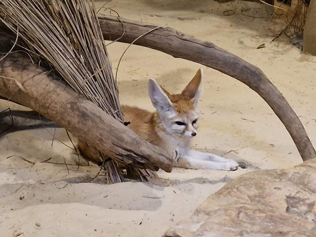 Fennec Fox