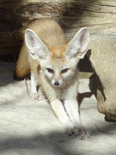 Fennec fox