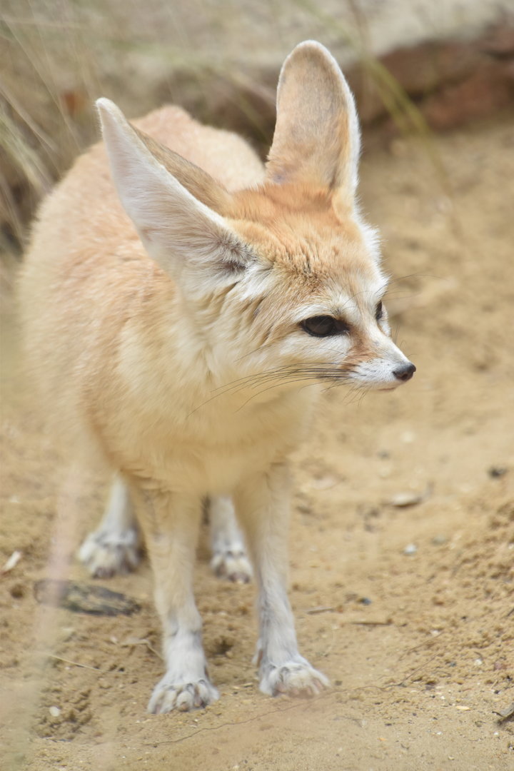 Fennec fox
