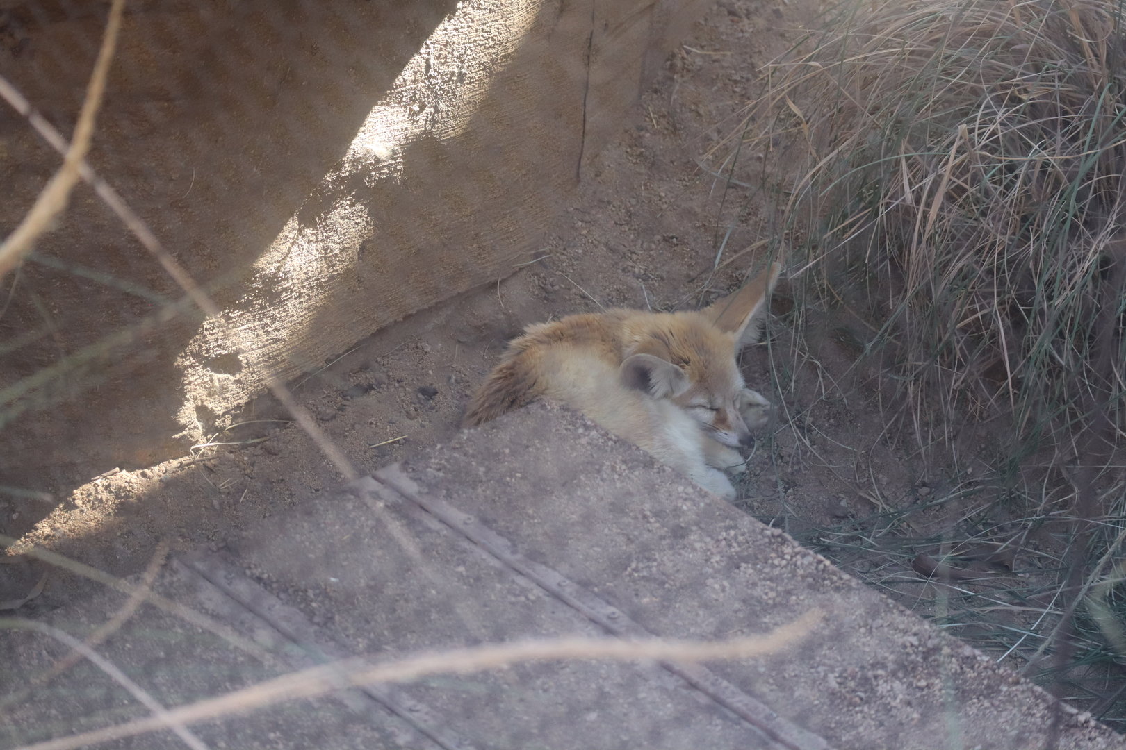 Fennec Fox