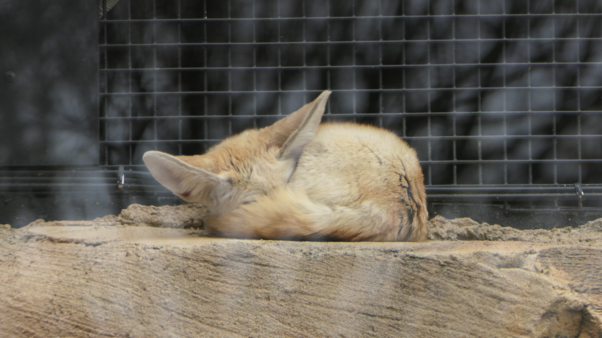 Fennec Fox
