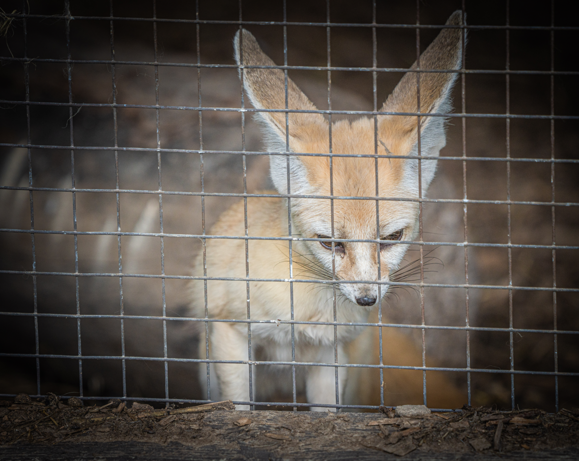 Fennec Fox
