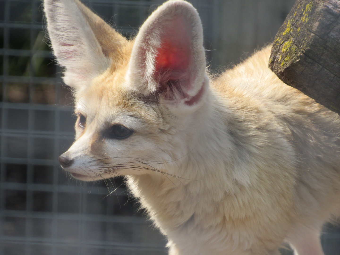 Fennec Fox