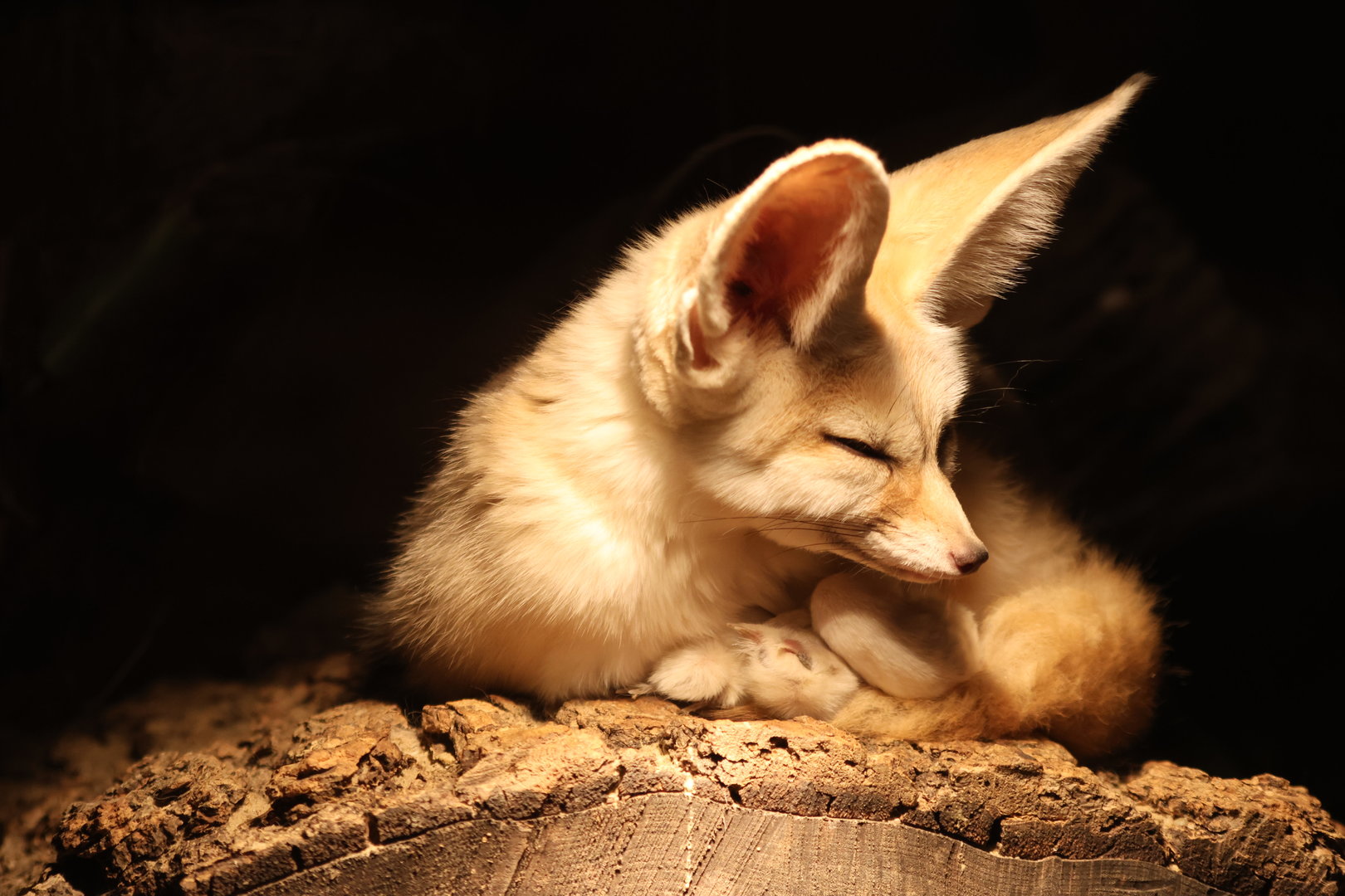 Fennec Fox