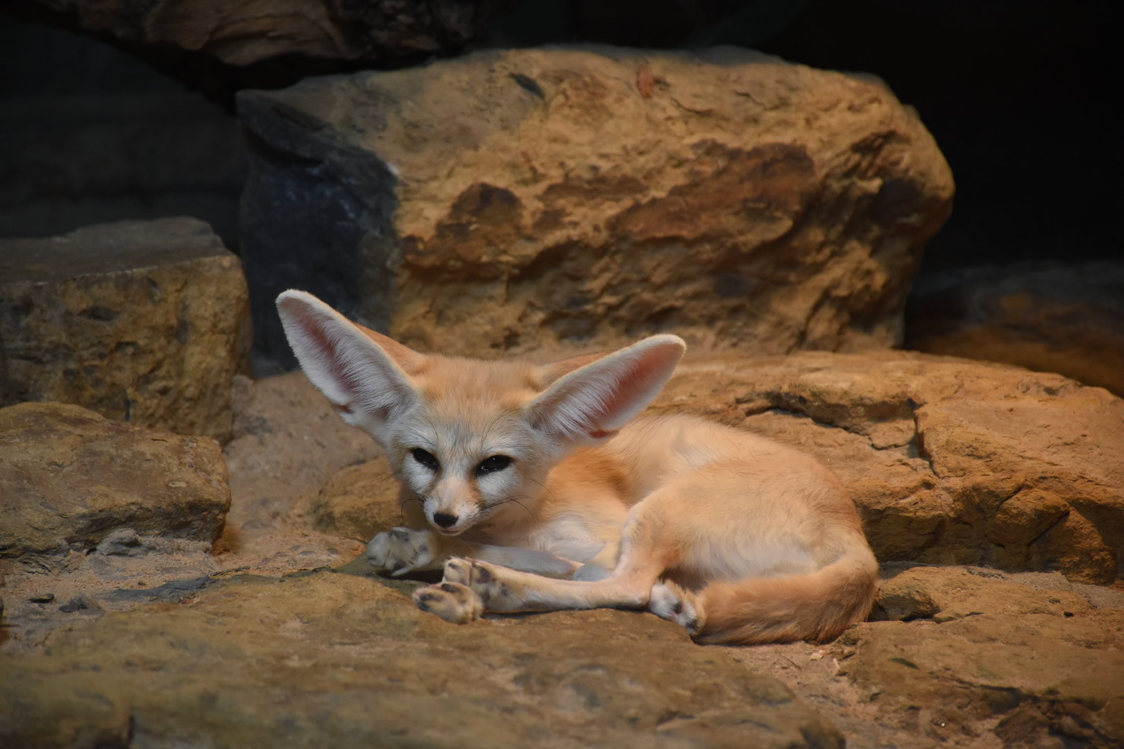 Fennec fox
