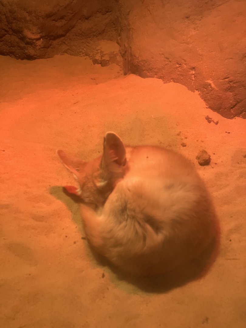 Fennec Fox