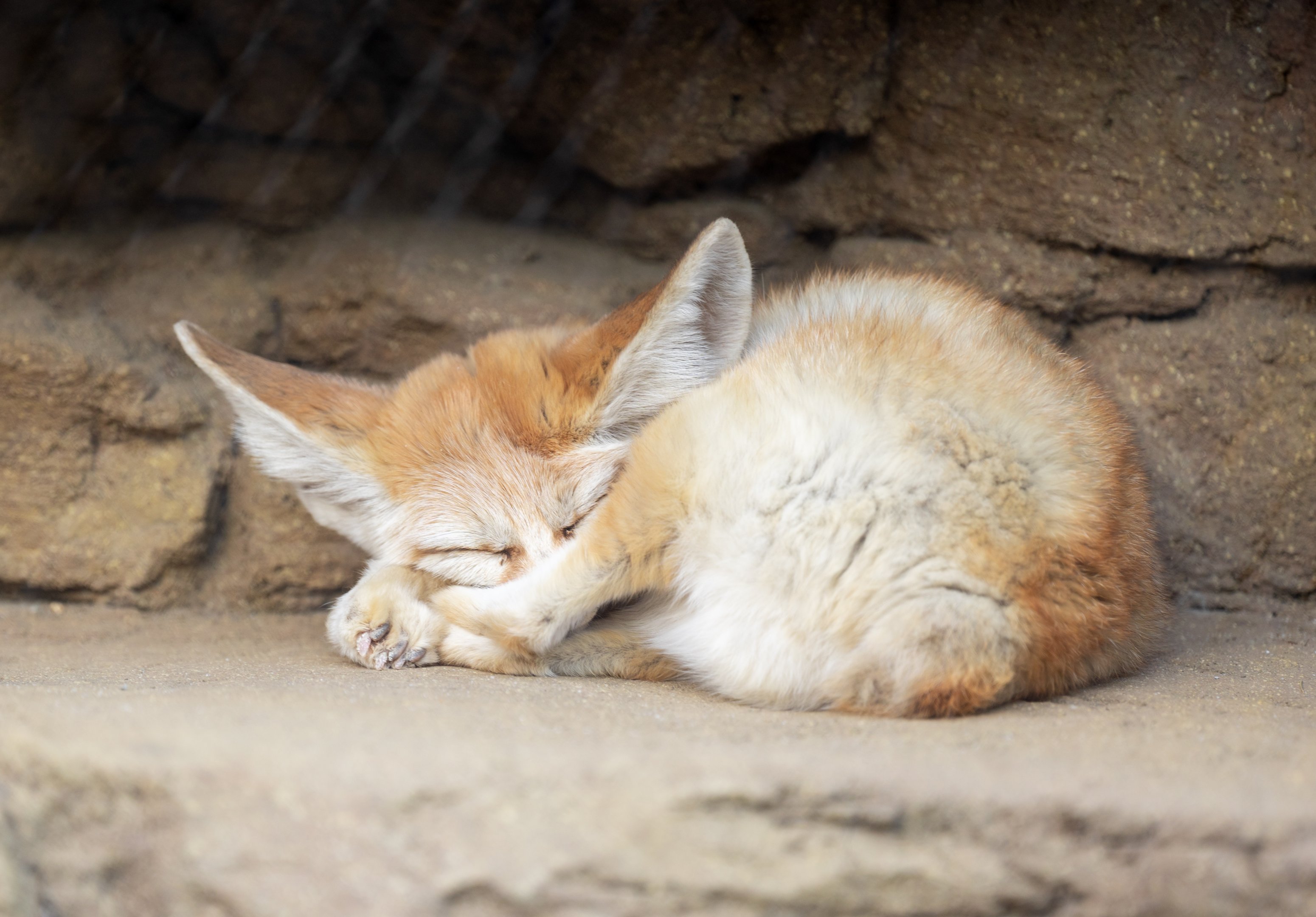 Fennec Fox