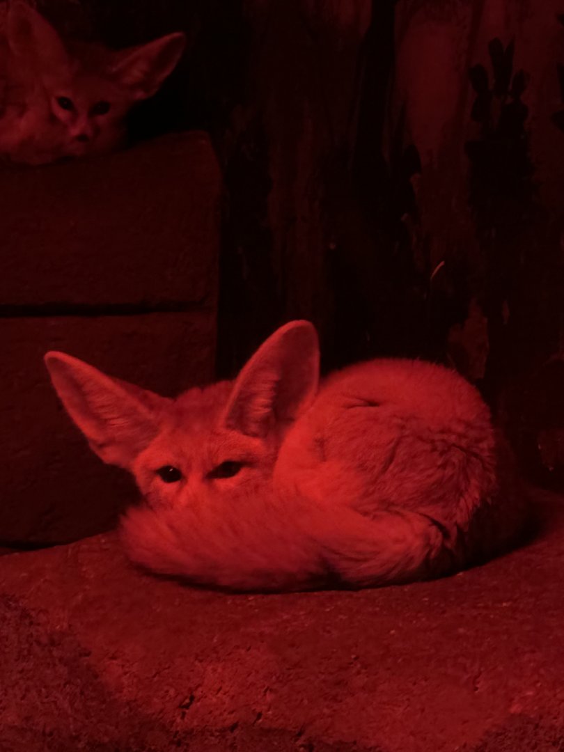 Fennec Fox