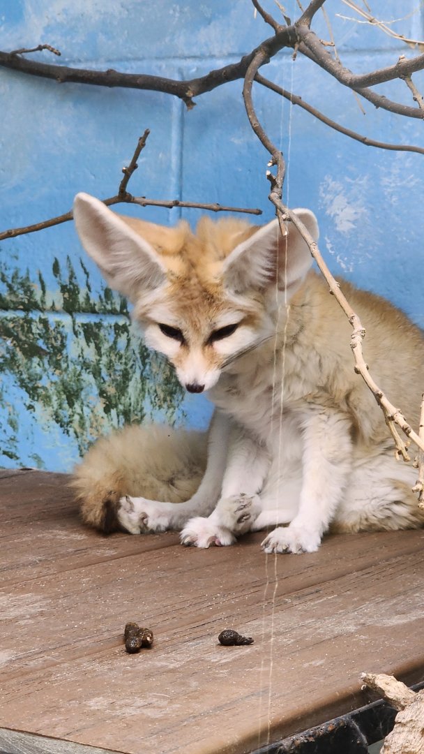 Fennec Fox