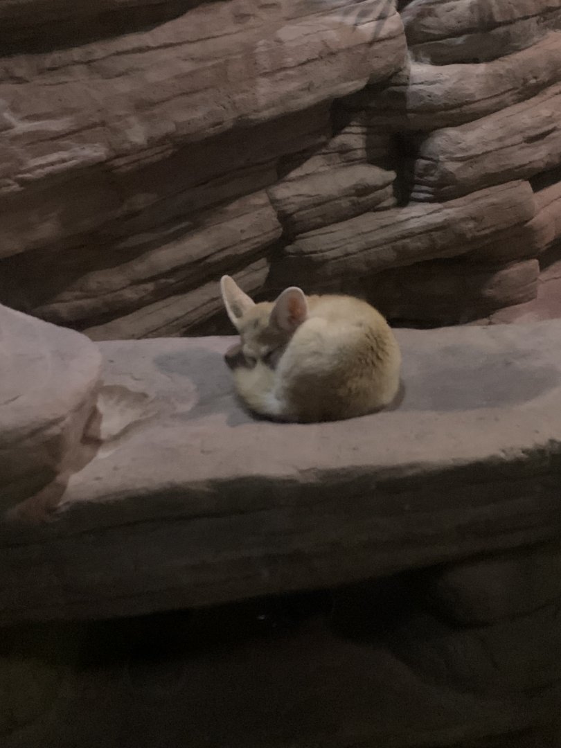 Fennec Fox