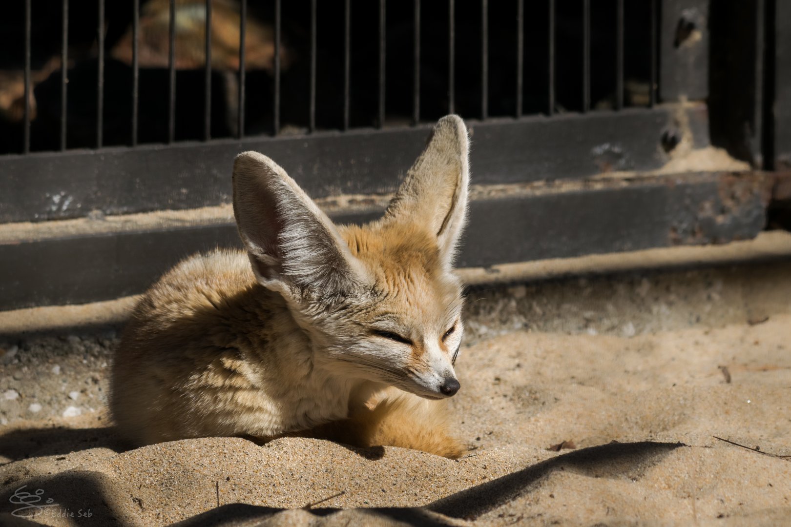 Fennec Fox