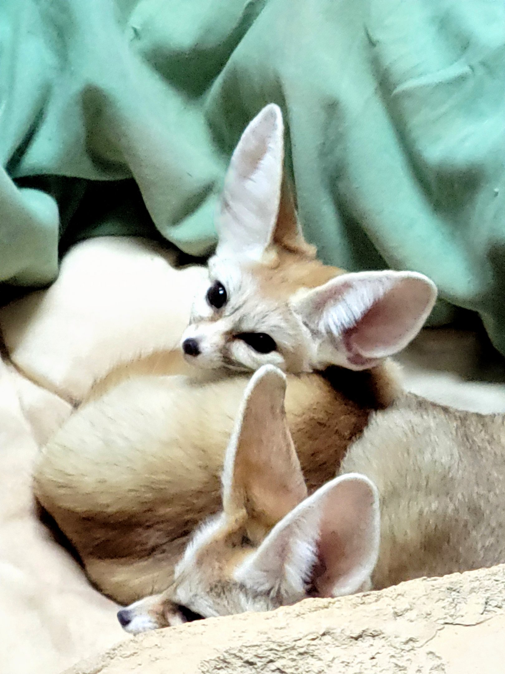 Fennec Fox