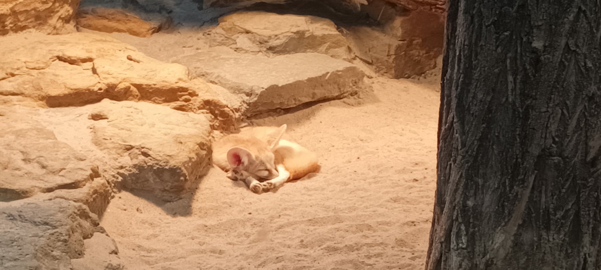 Fennec Fox