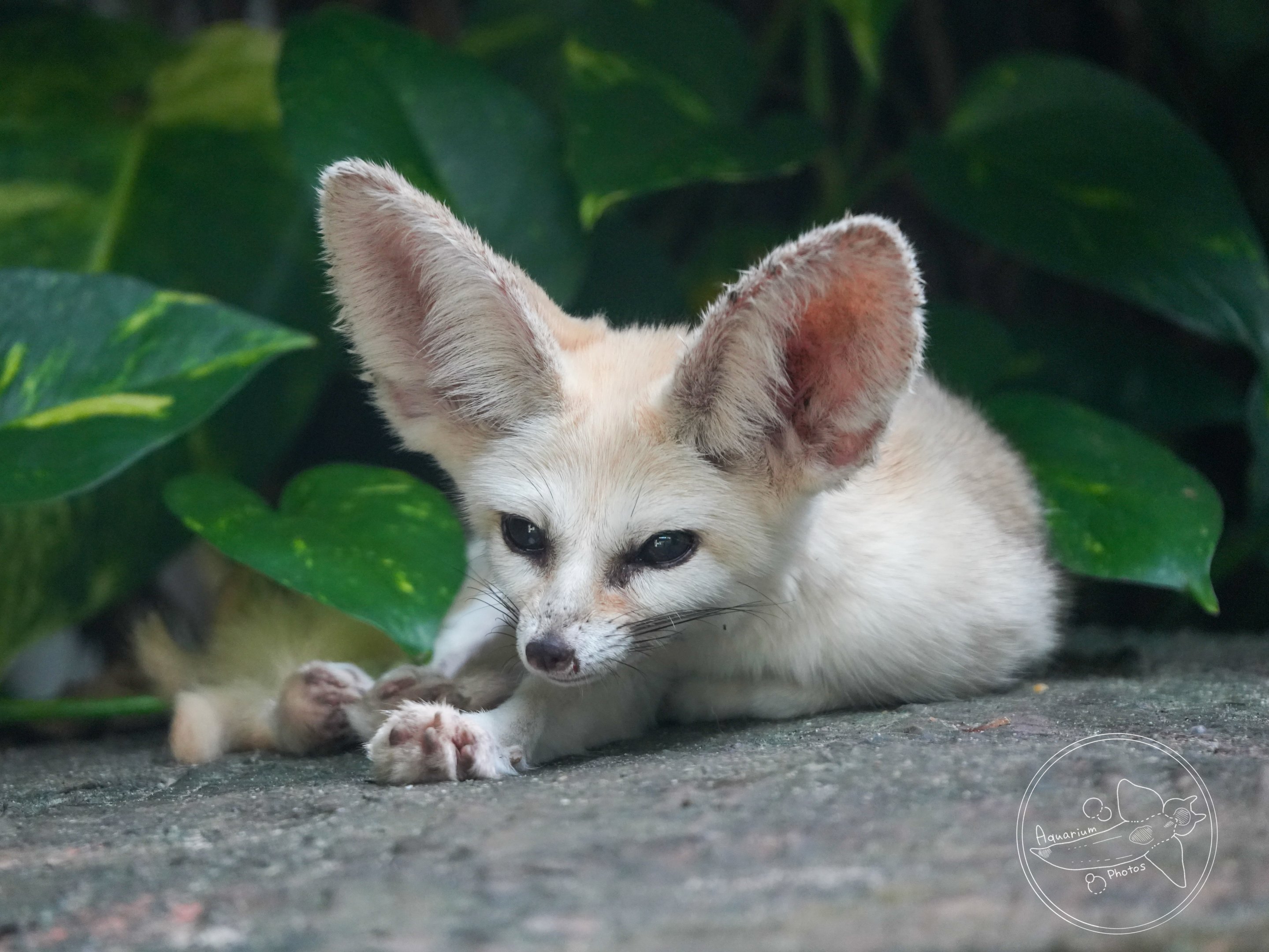 Fennec Fox