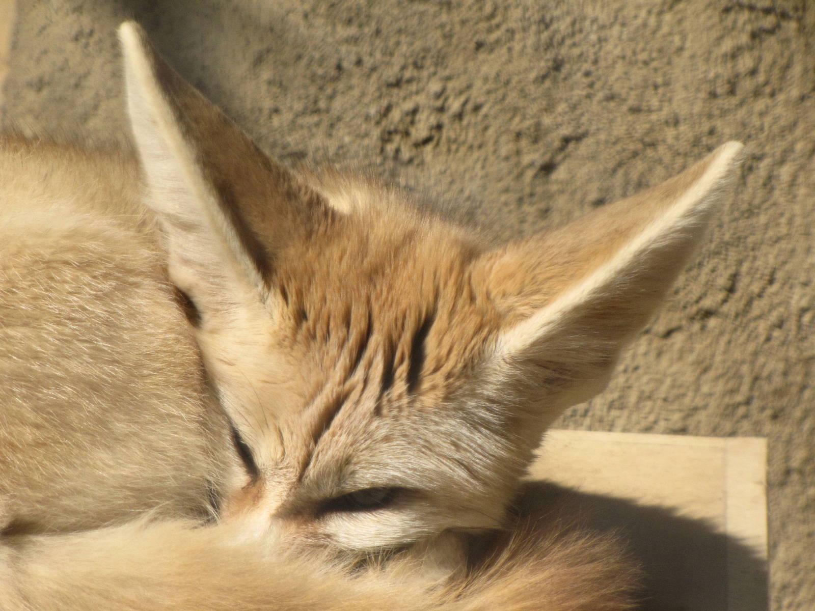 Fennec Fox