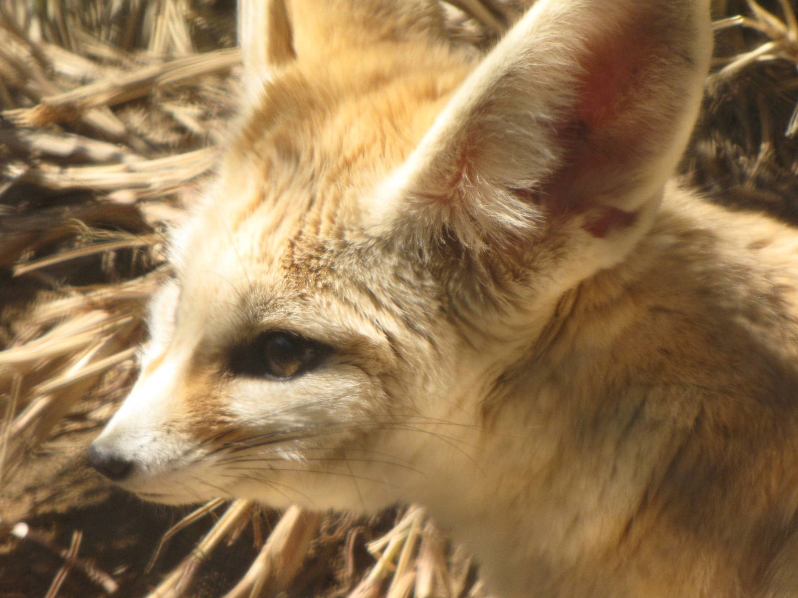Fennec Fox