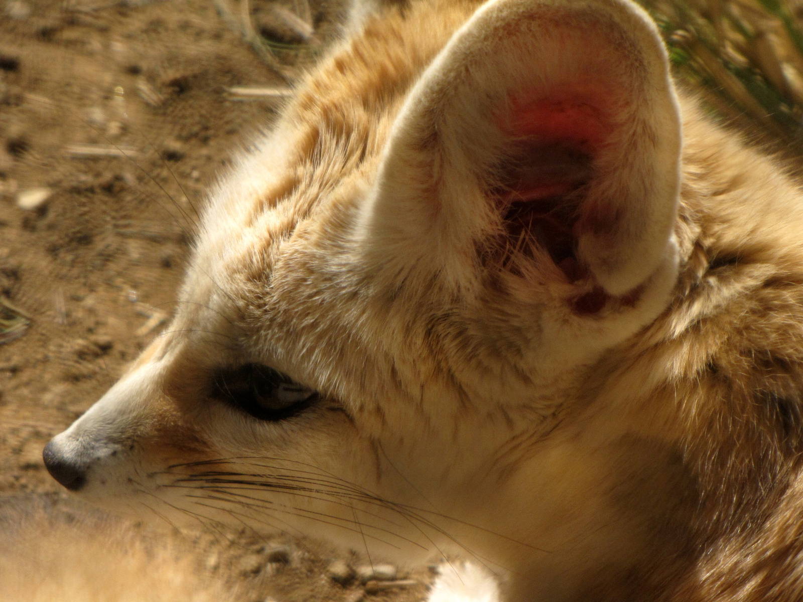 Fennec Fox