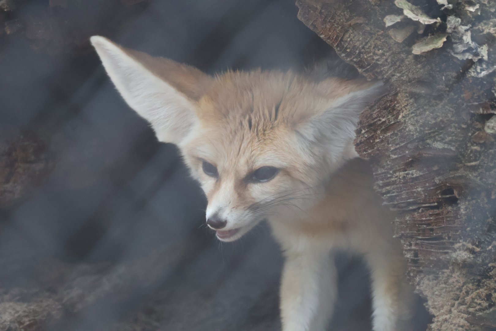 Fennec fox