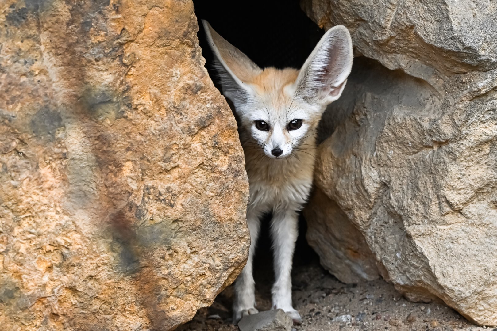 Fennec fox