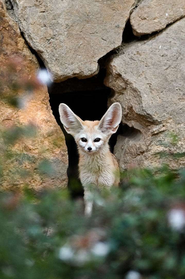 Fennec fox
