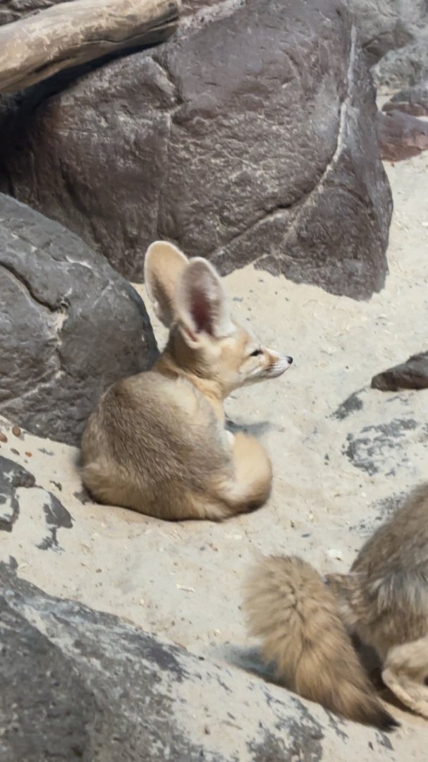 Fennec Fox