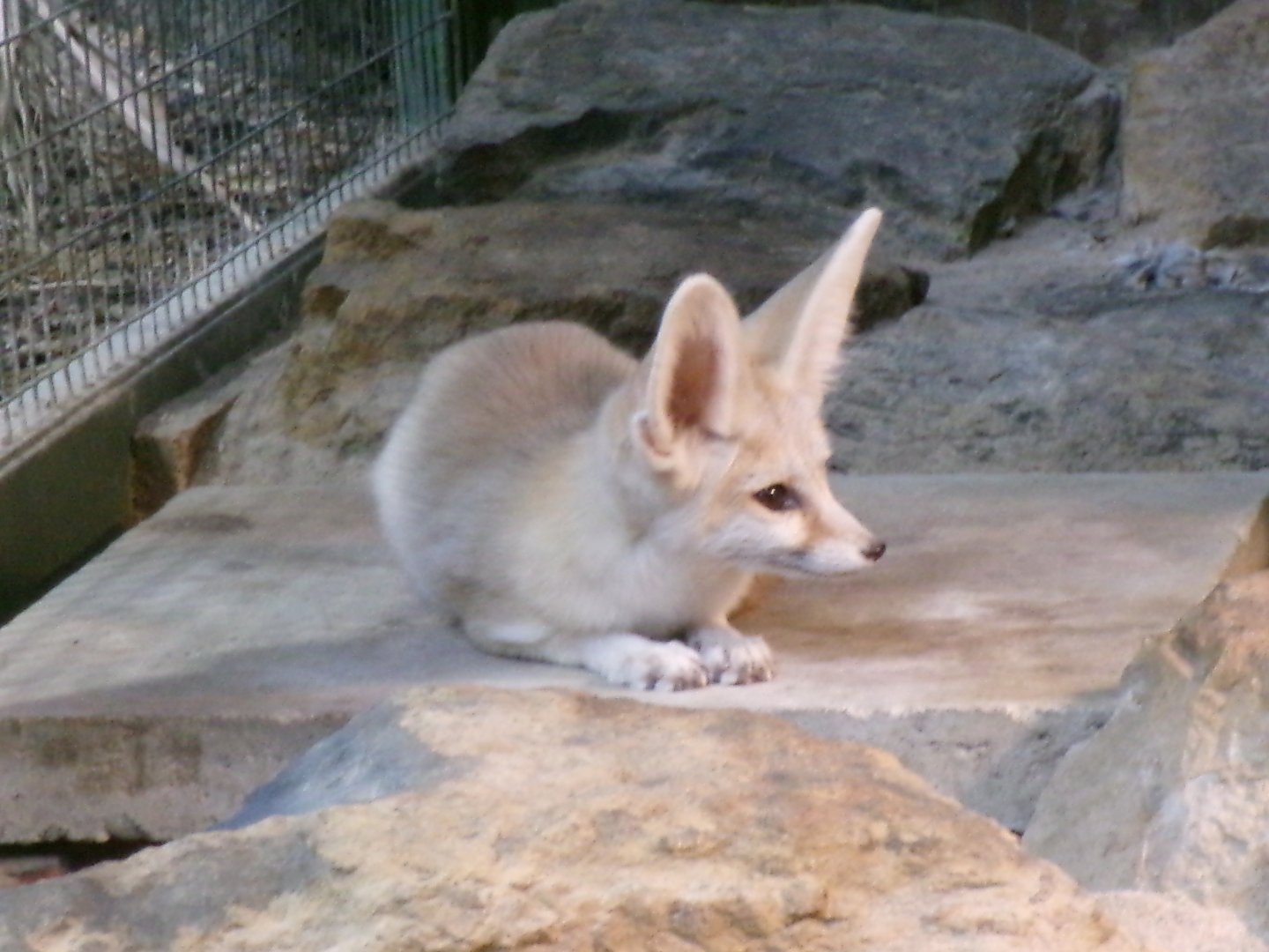 Fennec fox