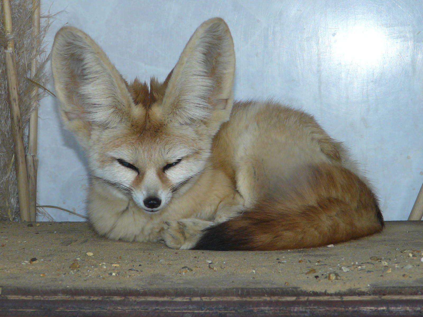 Fennec Fox