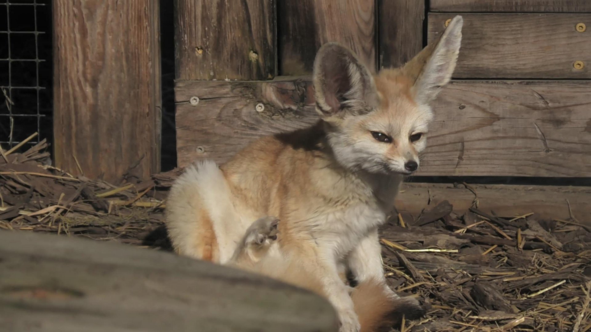 Fennec fox