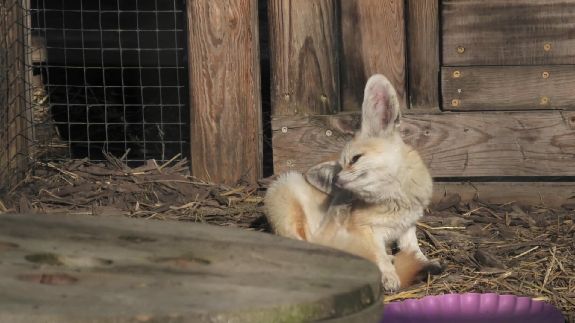 Fennec fox