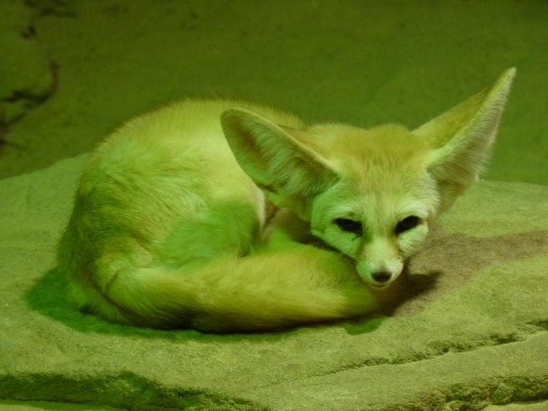 Fennec Fox