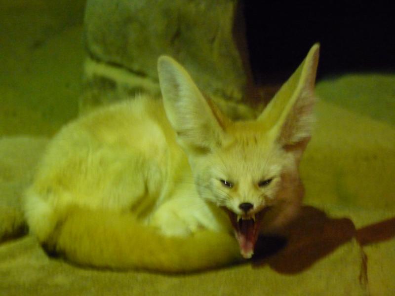 Fennec fox