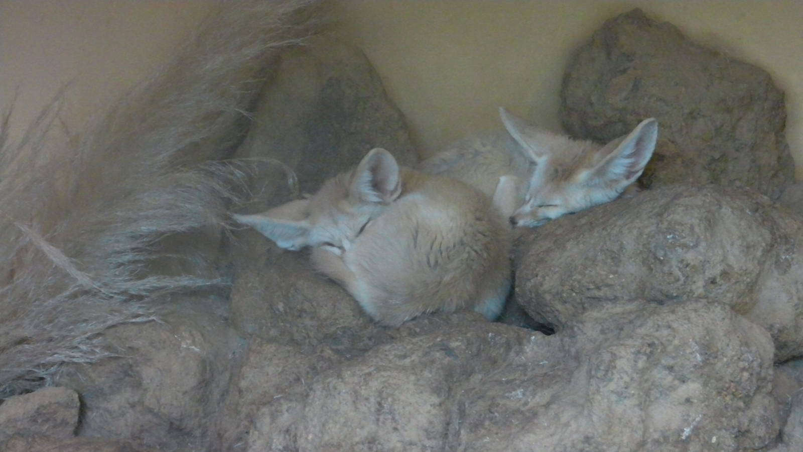 Fennec Foxes - 29.07.2011