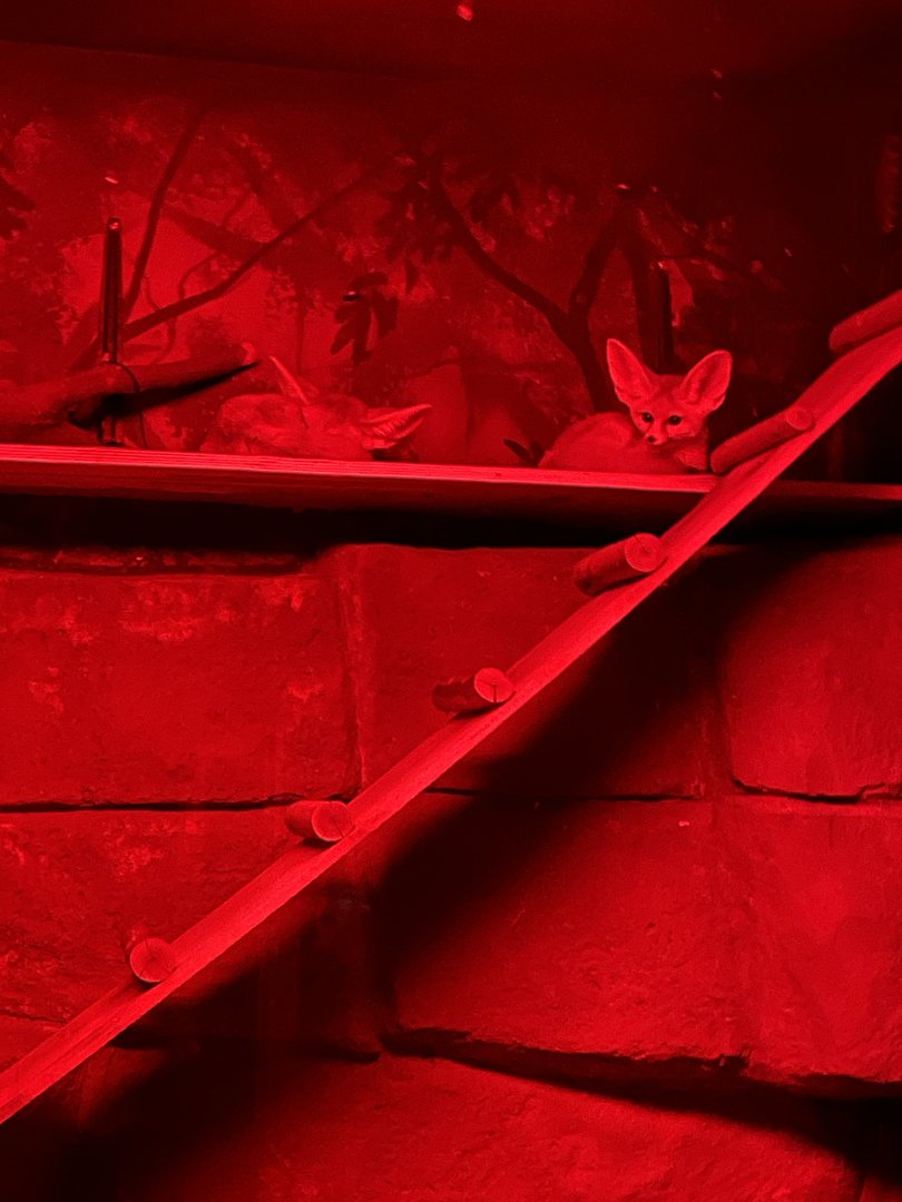 Fennec Foxes (5/23/22)