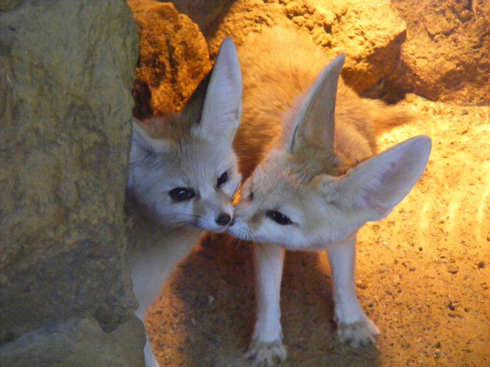 Fennec foxes at Africa Alive!, 13 September 2010