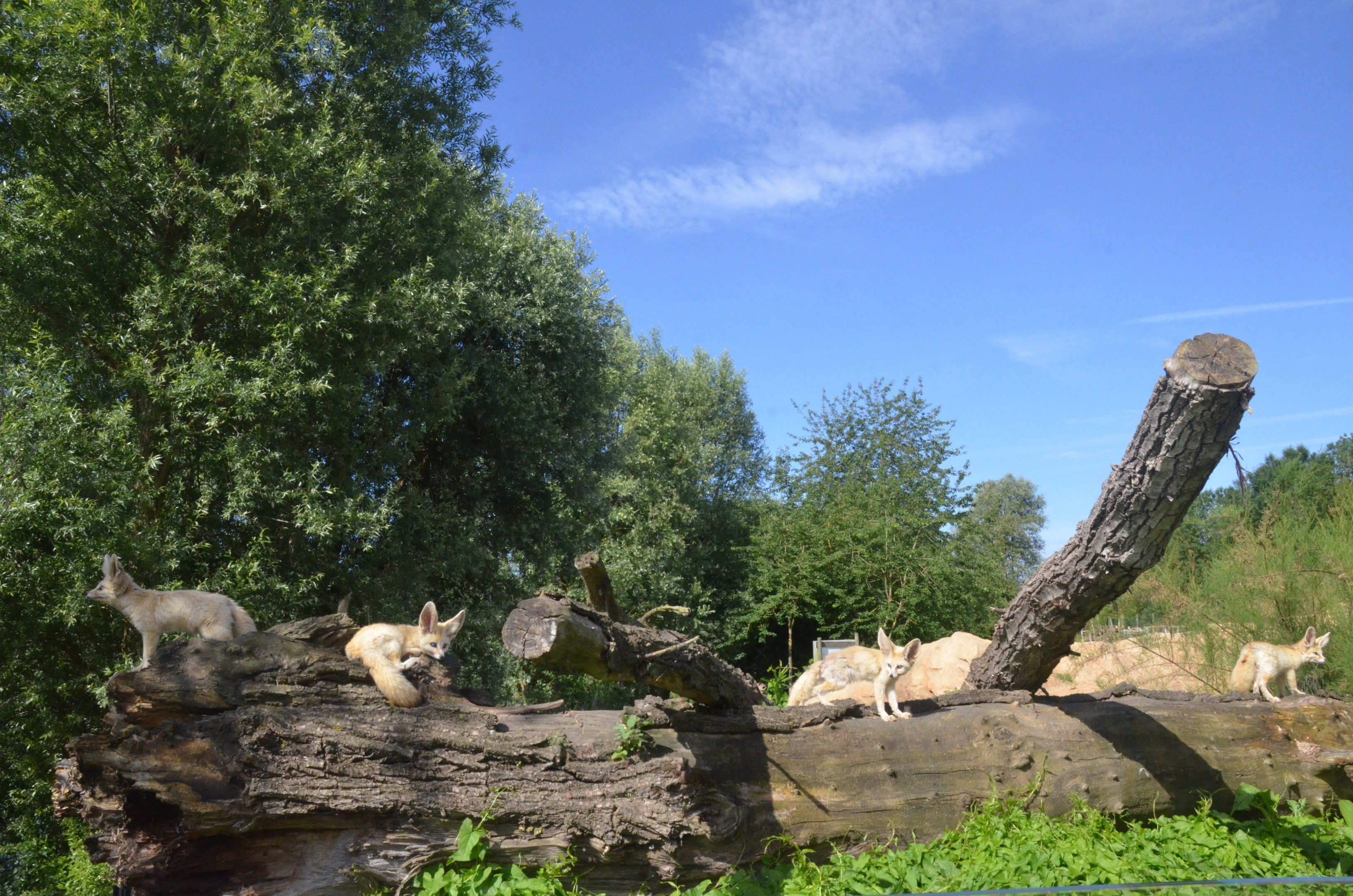 Fennec Foxes at Biotropica, 16/06/18