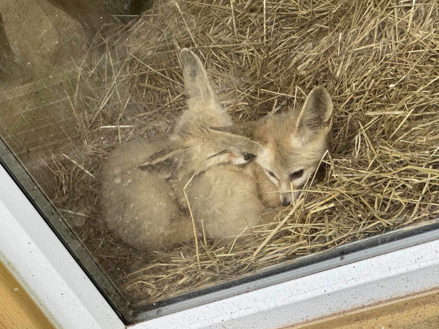 Fennec Foxes at Bridlington Animal Park (July 2024)