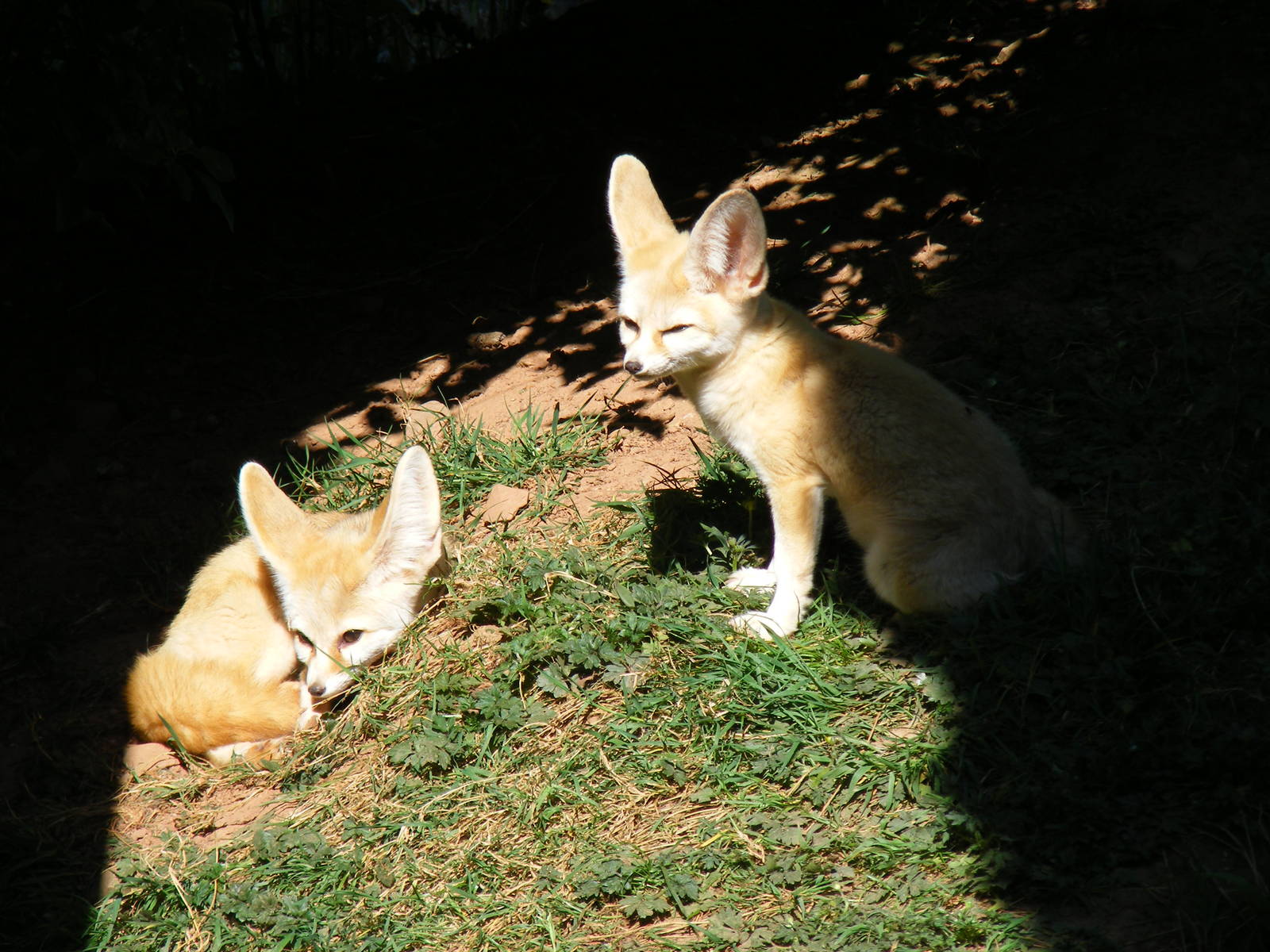 Fennec foxes at South Lakes Wild Animal Park, 23 May 2010