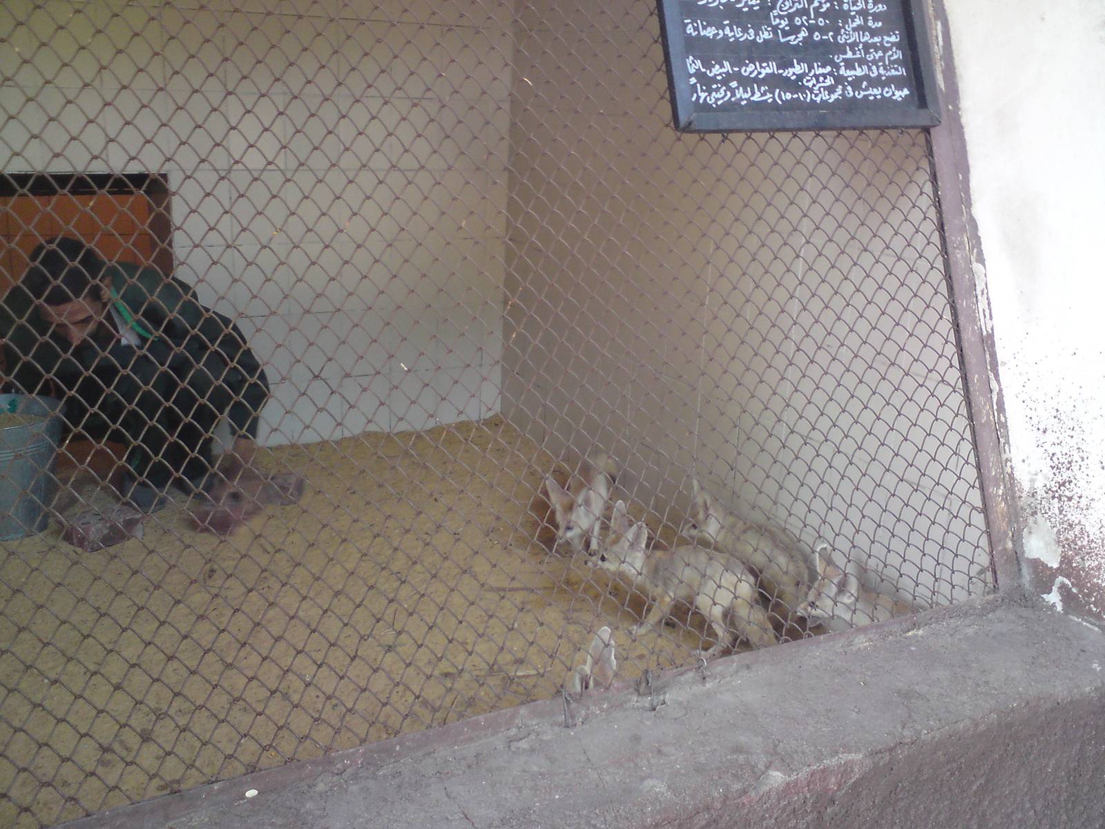 Fennec foxes - cleaning time