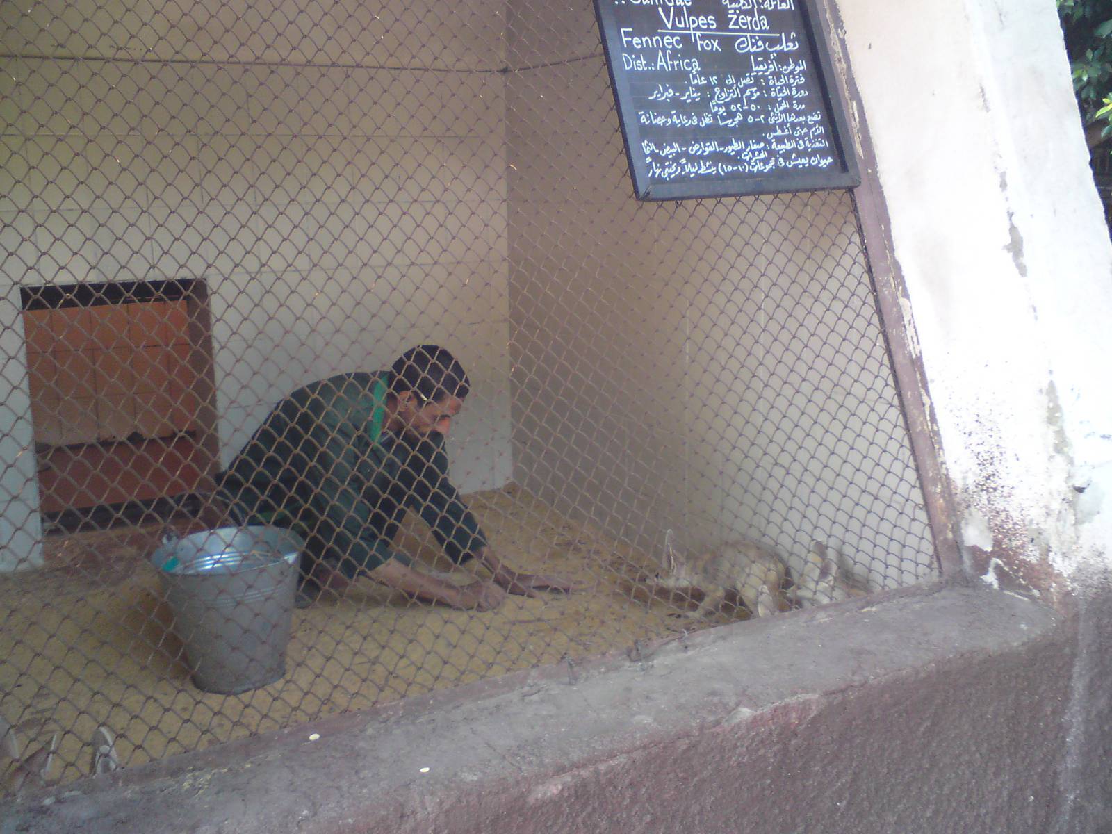 Fennec foxes - cleaning time