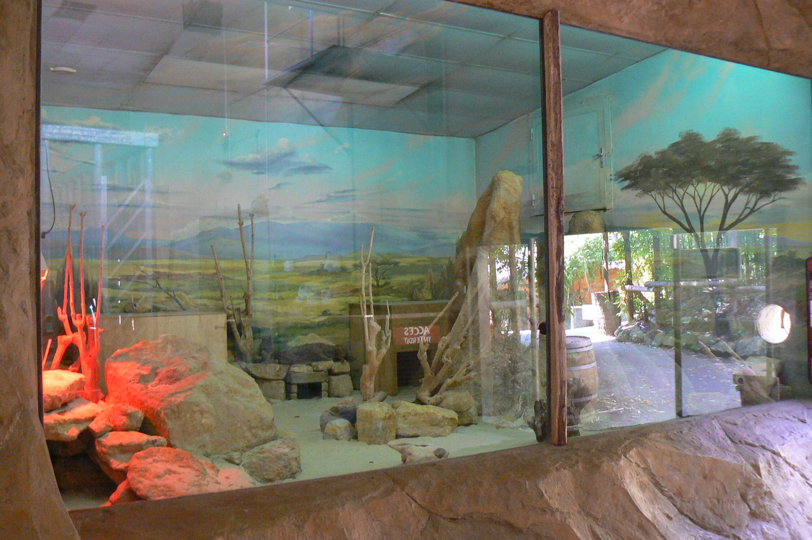 Fennec foxes indoor exhibit in the elephants house