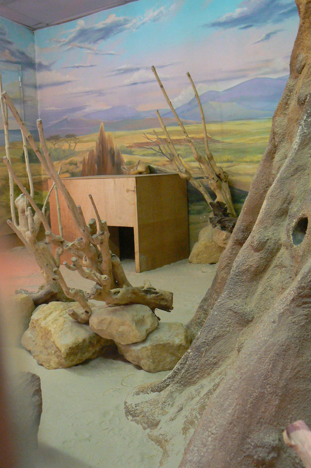 Fennec foxes indoor exhibit in the elephants house