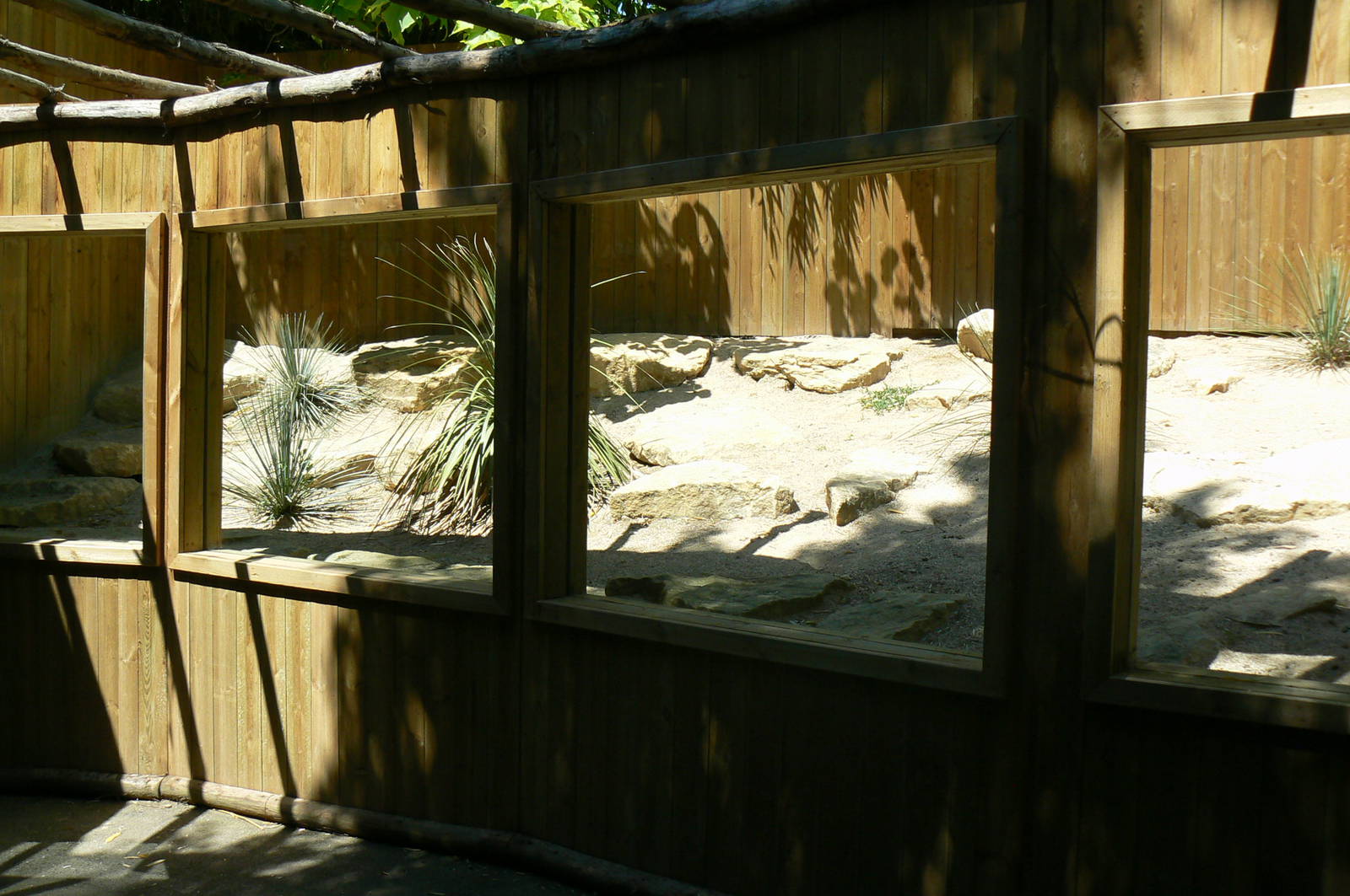 Fennec foxes outdoor enclosure