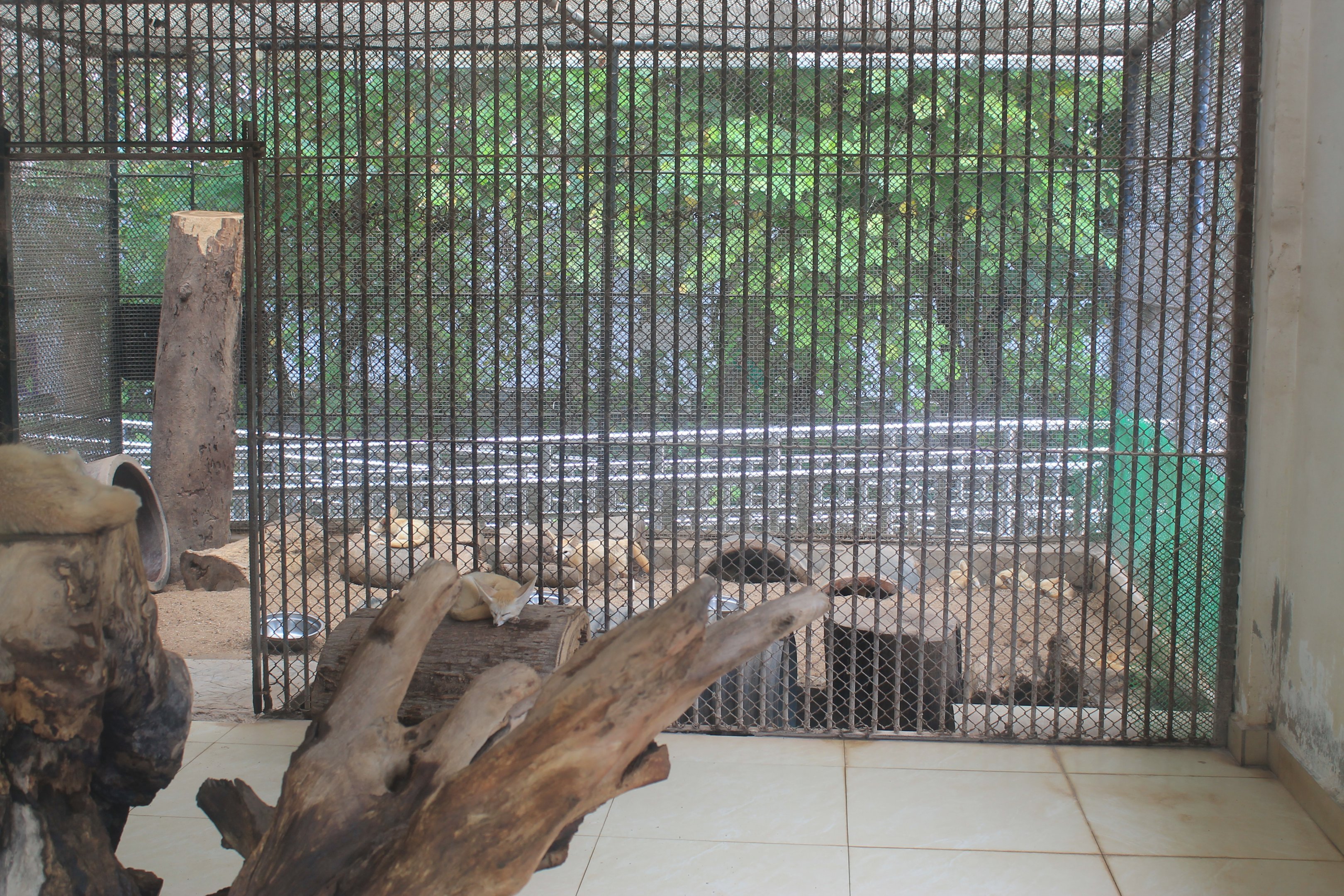 Fennec Foxes (Vulpes zerda) - Childrens Zoo