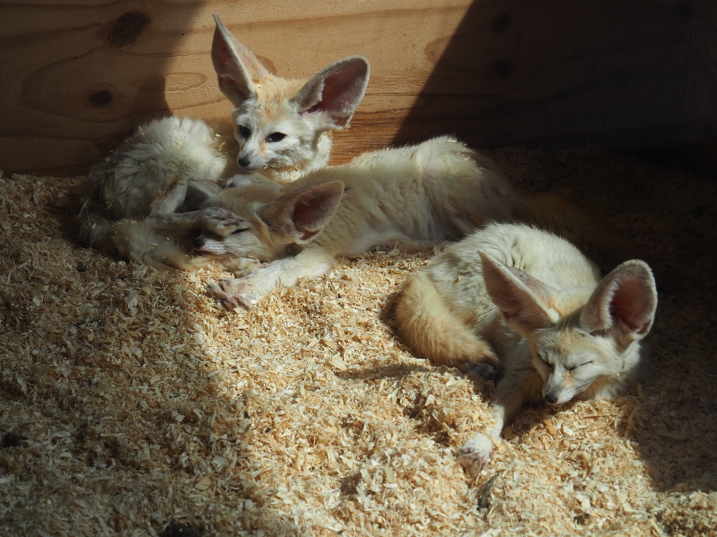 Fennec foxes (Vulpes zerda)
