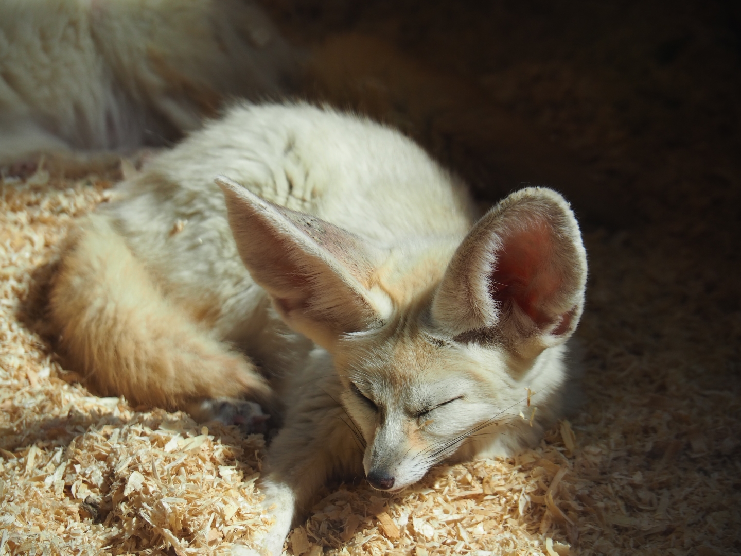 Fennec foxes (Vulpes zerda)