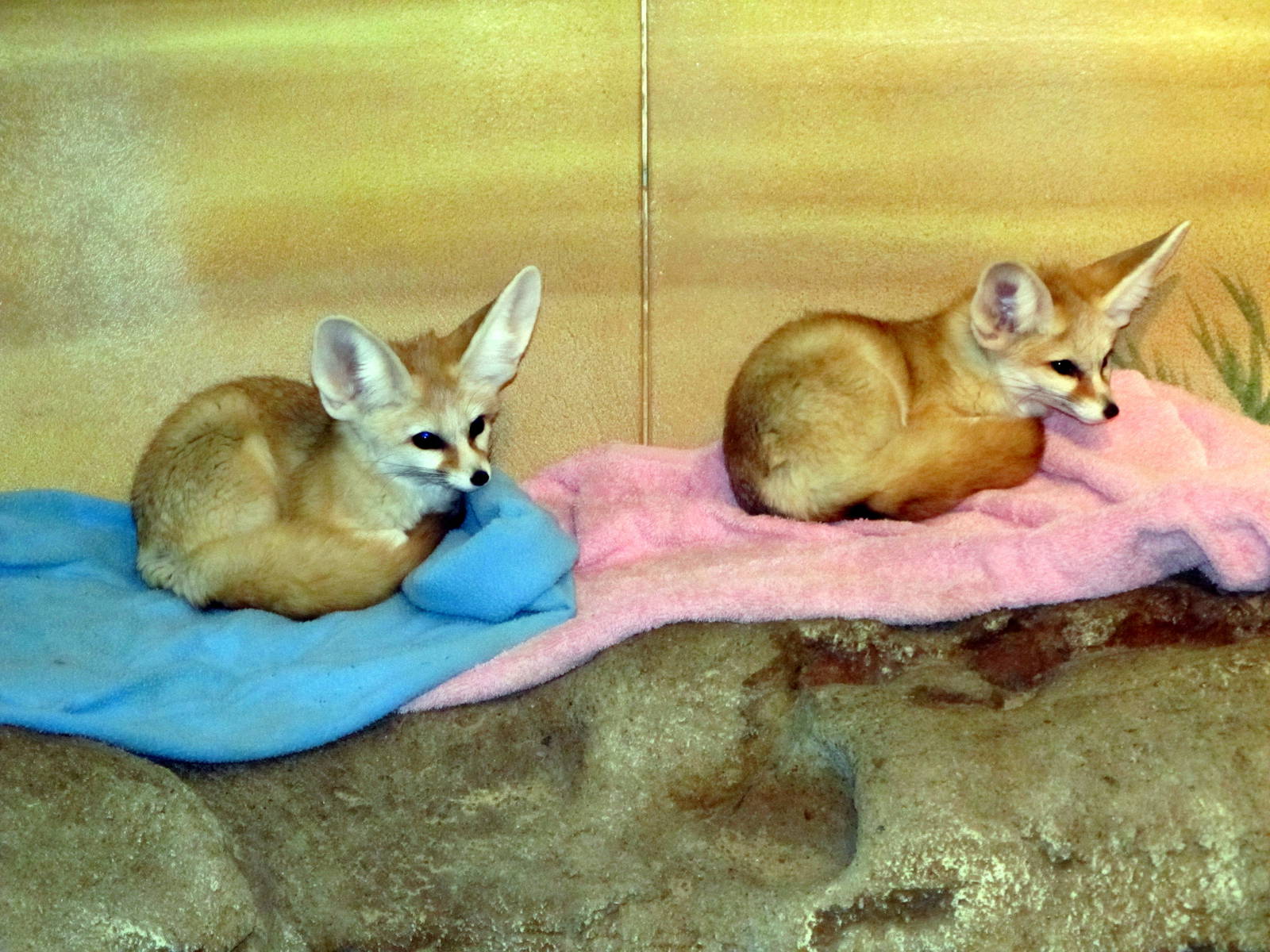 Fennec Foxes