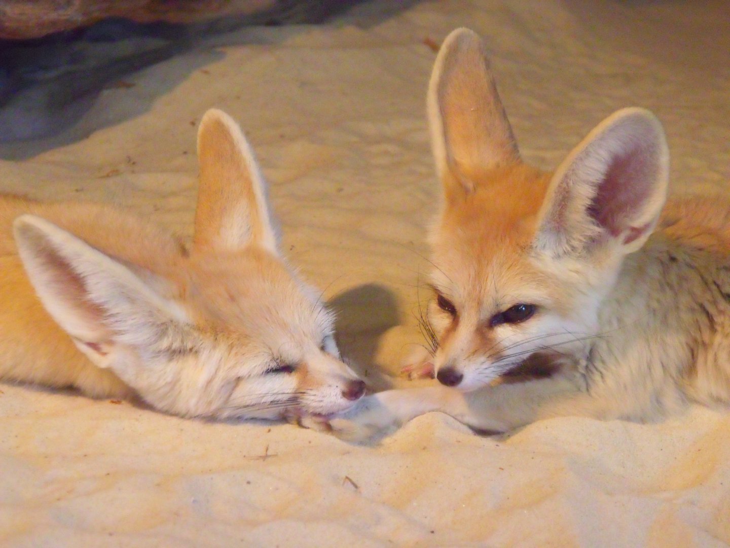 Fennec foxes